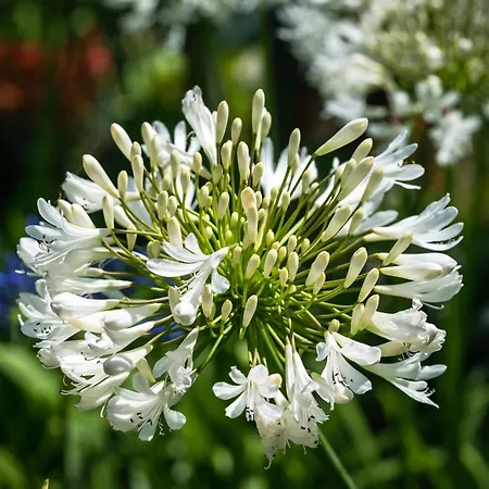 Da'Home - Quinta Do Carvalhal - 5 Quartos Com Piscina Villa